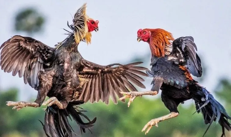 Cần tìm hiểu kỹ lưỡng về chiến kê trước khi tham gia cá cược đá gà BUBET
